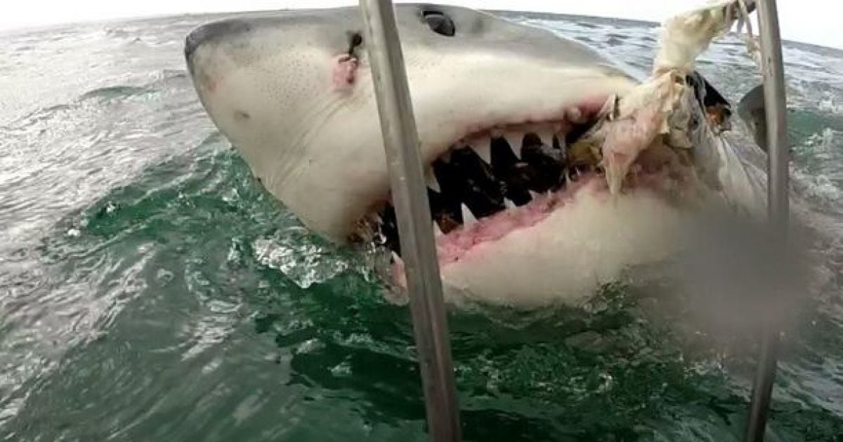 Акула охотилась рядом с вчитлелькою / © instagram.com/ab_roo