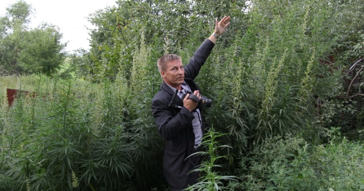 Ульи у крестьянина стояли прямо между кустами конопли высотой в человеческий рост