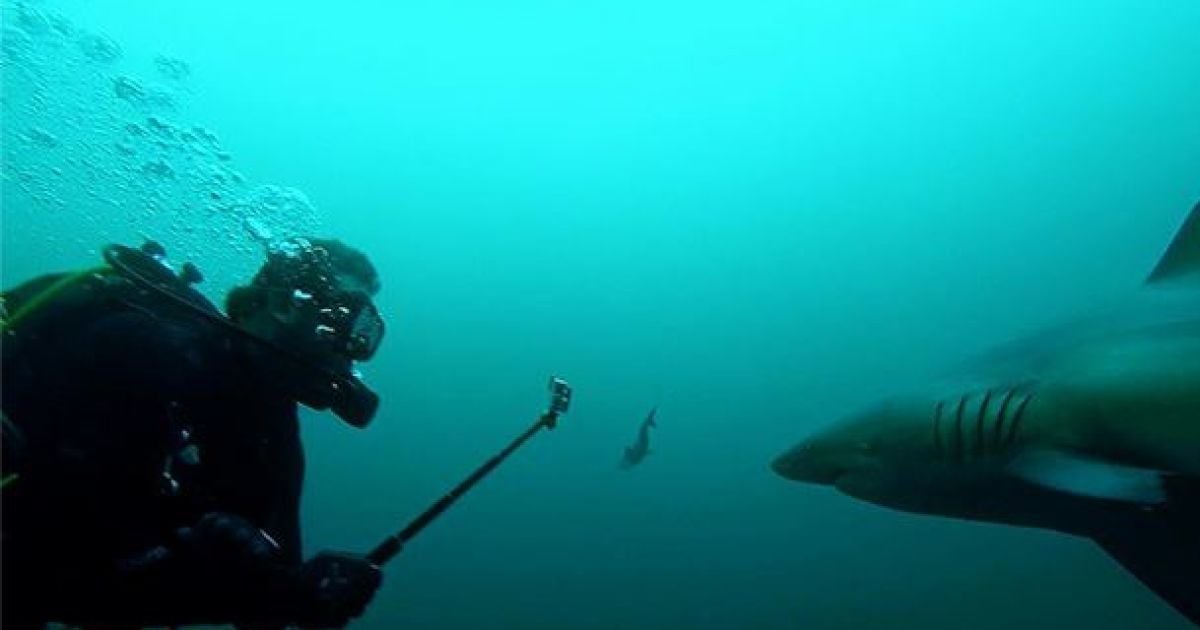 Акула охотилась рядом с вчитлелькою / © instagram.com/ab_roo