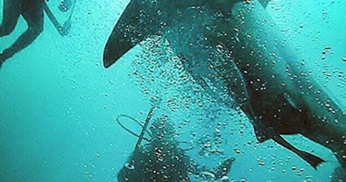 Акула охотилась рядом с вчитлелькою / © instagram.com/ab_roo