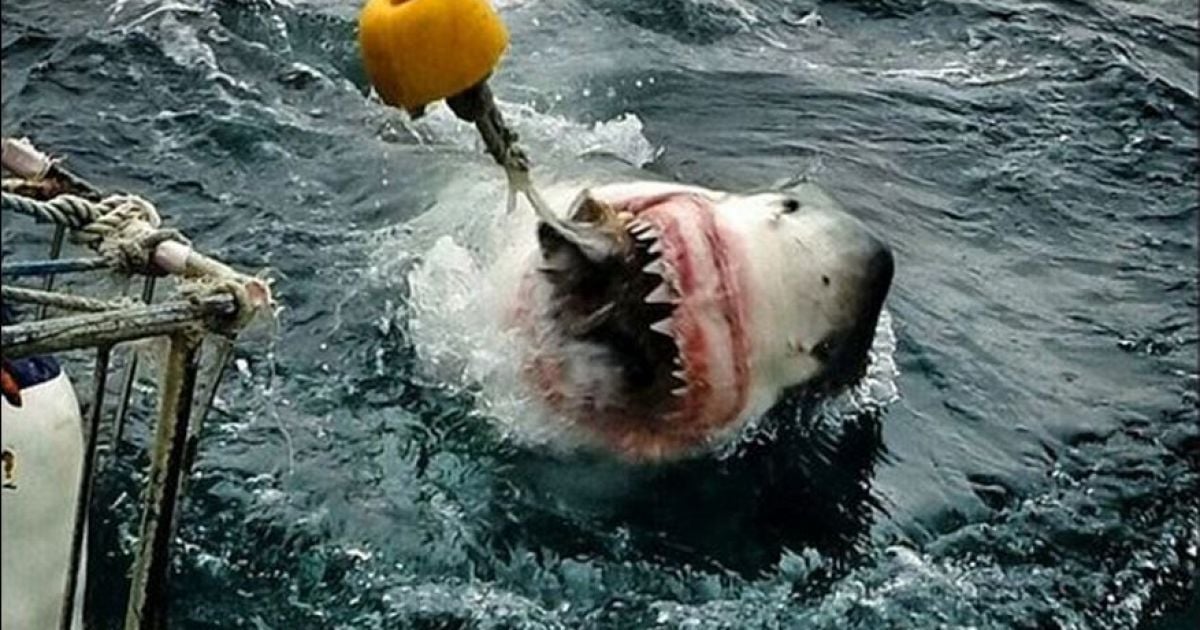 Акула охотилась рядом с вчитлелькою / © instagram.com/ab_roo