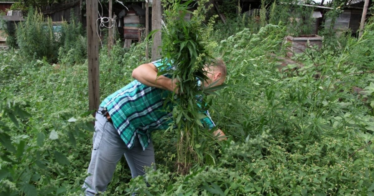 Ульи у крестьянина стояли прямо между кустами конопли высотой в человеческий рост