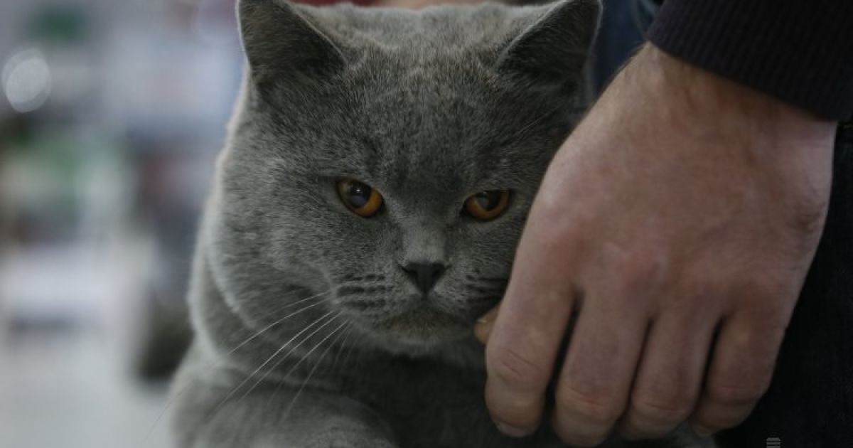 Для кожного виду тварин слід створювати свою особливу музику