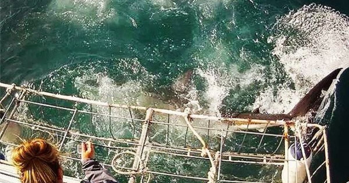 Акула охотилась рядом с вчитлелькою / © instagram.com/ab_roo