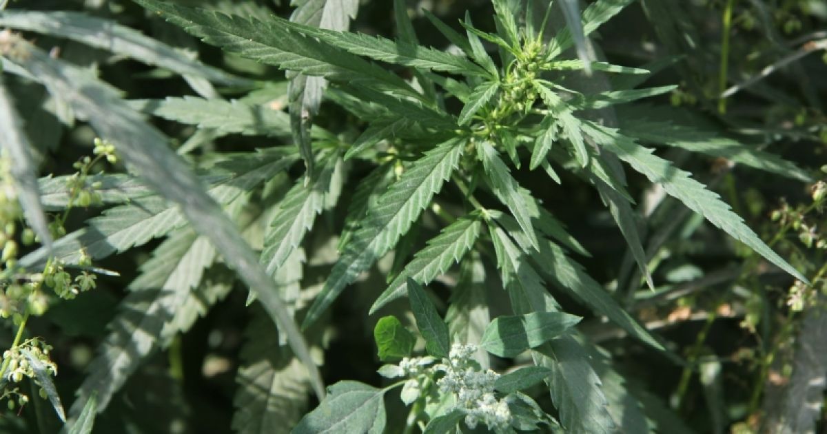 Ульи у крестьянина стояли прямо между кустами конопли высотой в человеческий рост