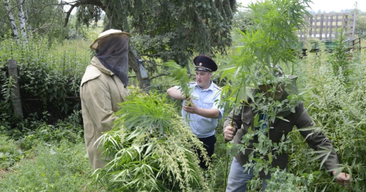 Ульи у крестьянина стояли прямо между кустами конопли высотой в человеческий рост