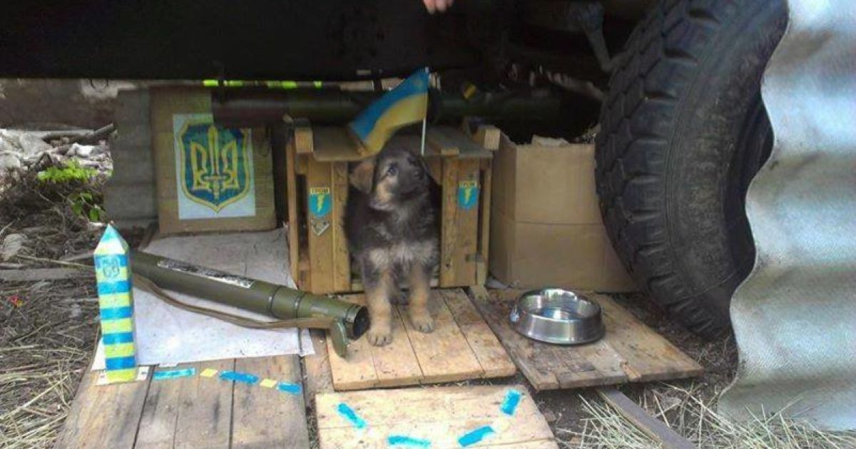 Четвероногие воины тоже участвуют в боевых действиях.