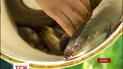 Вугор зникає з українських водойм