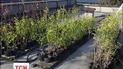 Киев закупил саженцев на несколько миллионов