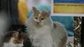 "Акционные" коты породы мейн-кун