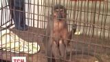 В Севастополе обезьяна задушила полуторамесячного младенца