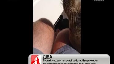 Зворушливий морський лев "підірвав" Інтернет