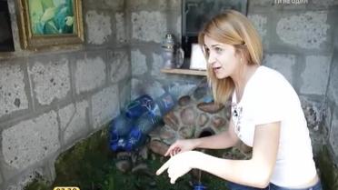 Закарпатье - уникальные источники и мохнатые свиньи