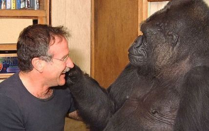 Смерть Робина Уильямса довела его друга-гориллу до слез