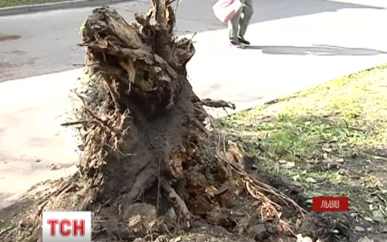 Во Львове ураган завалил дерево на трех прохожих