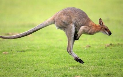 Вагітна кенгуру чотири дні бігала із стрілою в голові