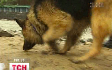 В Киевском метрополитене "трудоустроят" 15 собак, которые будут помогать искать взрывчатку
