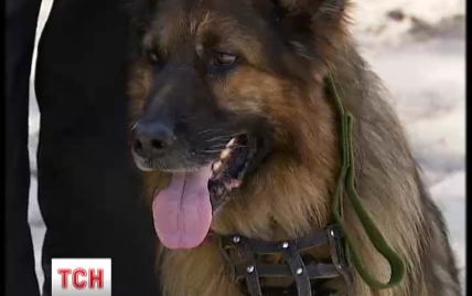 Собаки-саперы будут патрулировать киевский метрополитен на постоянной основе