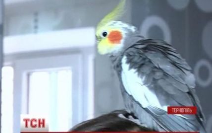 Патриотический попугай в Тернополе здоровается лозунгом "Слава Украине!"