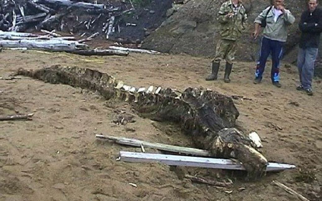 Российские спецслужбы забрали кости, чтобы провести углубленное исследование / © dailymail.co.uk