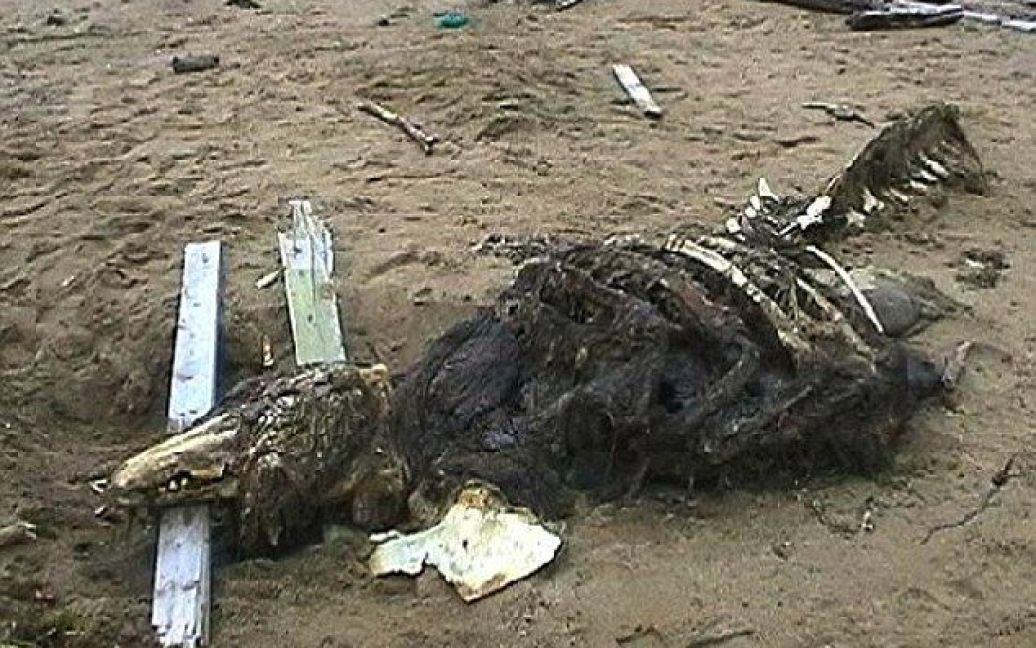 Российские спецслужбы забрали кости, чтобы провести углубленное исследование / © dailymail.co.uk