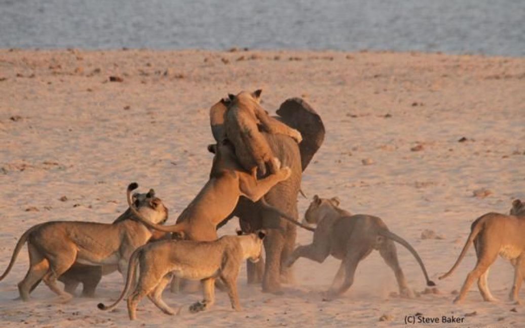 Слон отбил нападение 14 львиц / © normancarrsafaris.com