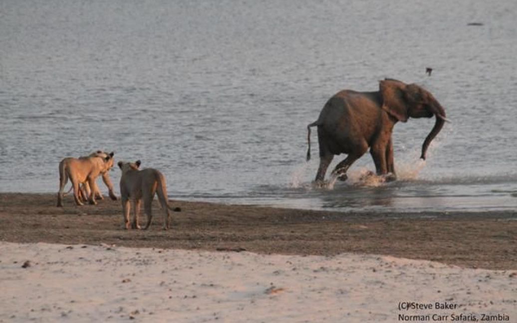 Слон отбил нападение 14 львиц / © normancarrsafaris.com