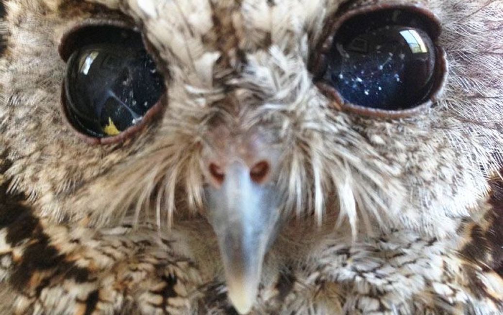 Сліпа сова із "космічними" очима / © Стоп-кард відео USteam