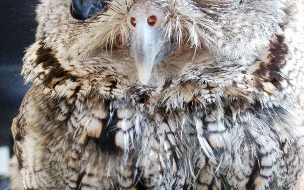 Сліпа сова із "космічними" очима / © Стоп-кард відео USteam