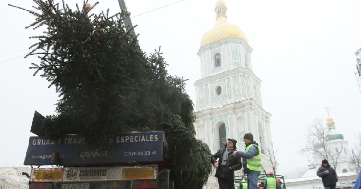 На Софійській площі встановлять натуральну ялинку