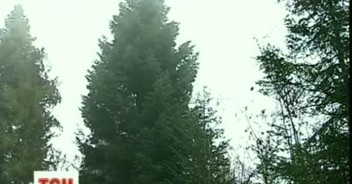 Эта елка через месяц станет главным новогодним деревом Украины / © euronews.com