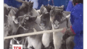 В России на помощь правоохранителям выдадут оленей