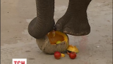 Для азіатського слона Хораса готують свято Хелловіну