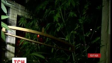 На справжню конопляну оранжерею перетворив власну квартиру 31-річний полтавець