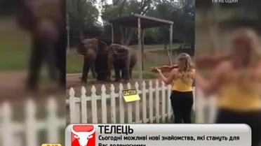 Танцующие слоны под классику покорили Интернет