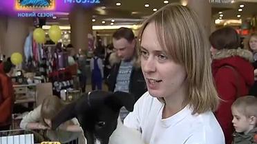 Из-за ситуации на Востоке страны украинцы стали меньше помогать бездомным животным