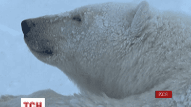 Російським нафтовикам довелося депортувати білу ведмедицю у зоопарк