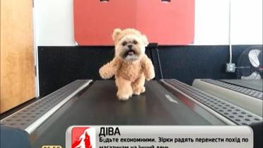 Песик в смешном костюме собрал миллионы просмотров в Сети