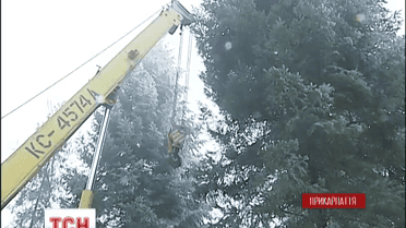 Главная елка Украины будет настоящим целым деревом