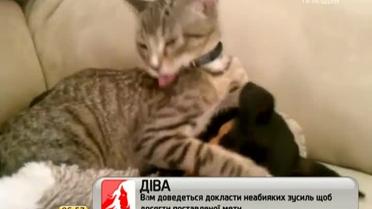 Заботливый кот ласково утешал пса, у которого обнаружили аллергию на колбасу