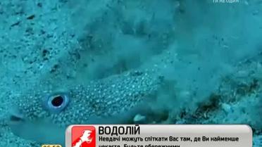 Рыбка, &quot;рисующая&quot; впечатляющие картины на морском дне, покорила Интернет