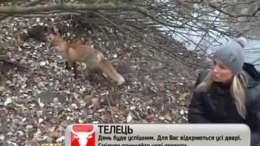 Лисиця з запоріжської Хортиці стала зіркою Інтернету