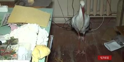 В Чернигове просто на школьный двор приблудился аист