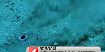 Рыбка, "рисующая" впечатляющие картины на морском дне, покорила Интернет
