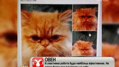 Украинский композитор Быстряков разглядел у своего кота трезубец на мордочке