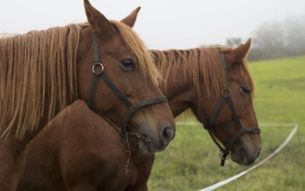 У Львові через трагічний інцидент тимчасово заборонили катати людей на конях