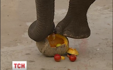 Киевский зоопарк начинает недельную акцию "Слоновий Хэллоуин"