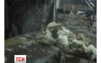 Под Киевом разоблачили подпольный цех по производству опасной для жизни курятины