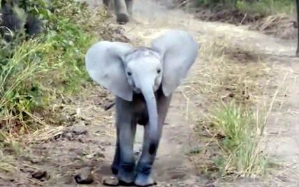 Маленький храбрый слоненок решил защитить стадо от надоедливых туристов