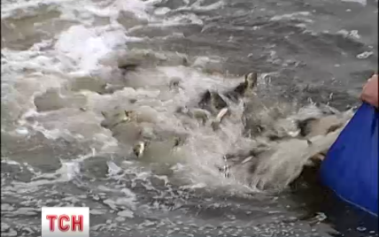 В Киевское море выпустили 100 тысяч мальков, чтобы восстановить экосистему